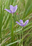 Catchfly prairie gentain